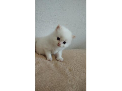 British Bebek Kediler