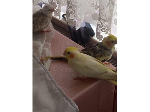 Sevimli Sultan Papağanı Yavruları