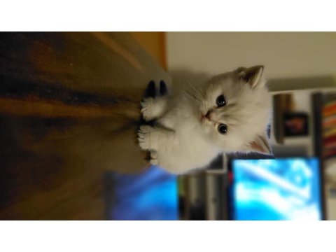 Acil British Shorthair Kedisi Yavrularımız