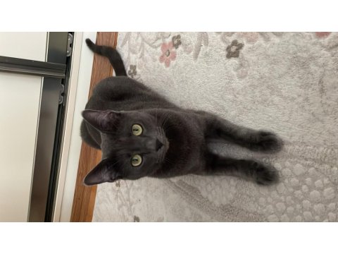 Ücretsiz Sahiplendirme Russian Blue