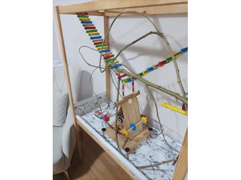 Full Evcil Erkek Sultan Papağanı