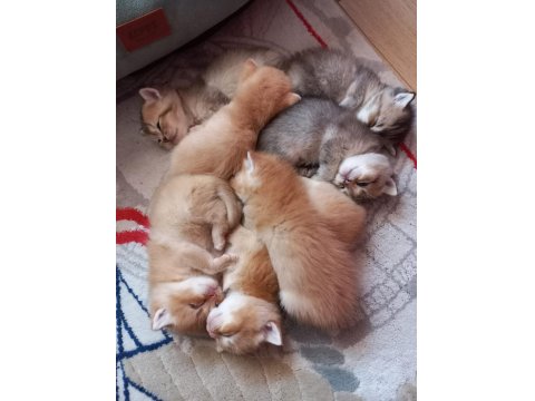 Golden British Shorthair Bebekler