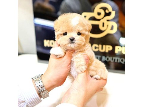 2 Aylık Korean Toy Poodle Yavrularımız