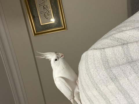 Albino Dişi Sultan Papağanı Evcil Uysal Ele Omuza Geliyor