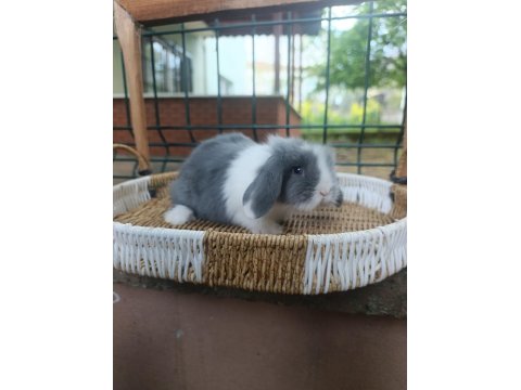 Orjinal Teddy Lop Tavşanları