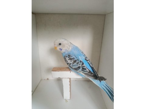 Yeme Düşmüş Muhabbet Kuşu Yavruları