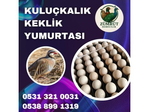 Döllü Kuluçkalık Keklik Yumurtası