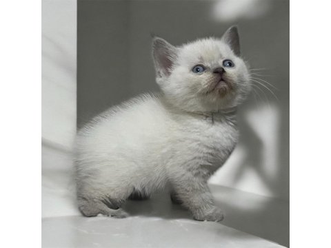 Sağlıklı Safkan Oyuncu British Shorthair Yavrular