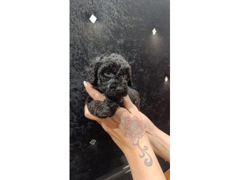 Harika Poodle Minikler