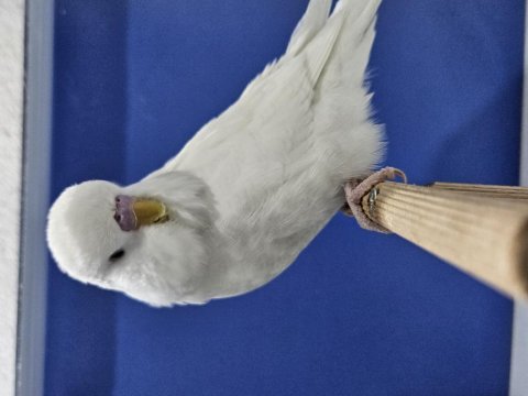 Yeni Yeme Düşen Muhabbet Kuşu Jumbo Yavrular