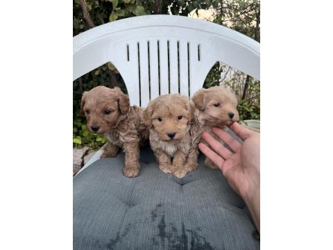 Sıfır Numara Maltipoo Ve Poodle Yavrular