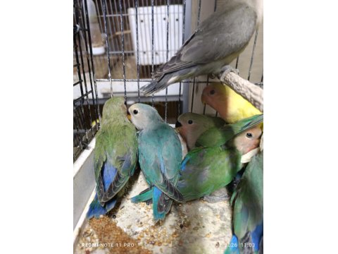 Hobiciden Yeni Yeme Düşmüş Sevda Papağanı Yavrular