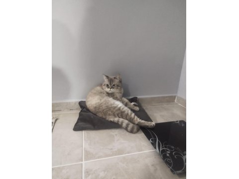 1.5 Yaşındaki British Shorthair Oğluma Yuva Arıyorum Ücretsiz