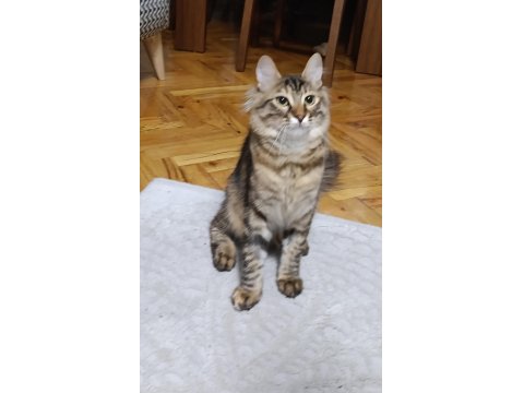 Nazlı Kızımız Kedimize Yuva