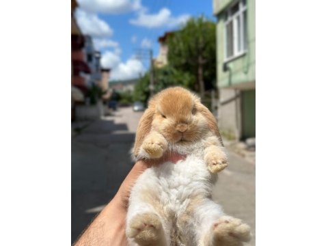 Safkan Evcil Tavşan Yavruları Her Yere Gönderim