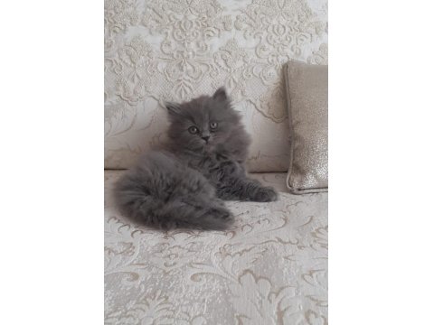 2 Aylık Oyuncu Sevecen Kedim