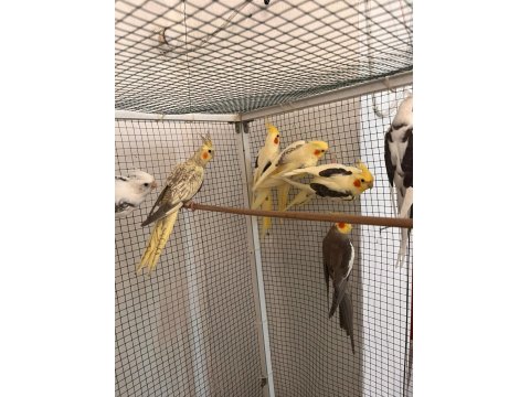 Eylül Ayından Haziran Ayına Kadar Her Türlü Sultan Yavru Mevcuttur