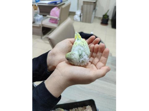 Ev Üretimi Yavru Muhabbet Kuşlar