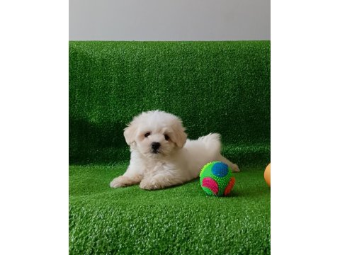 Irkının En Kaliteli Maltese Yavruları