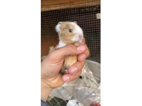 Rengarenk Çok Tatlı Ginepig Yavrular