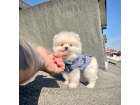 Ayı Surat Pomeranian Boo Yavrular