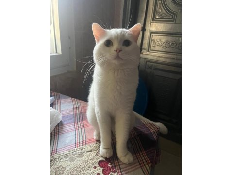 Kedimi Sahiplendirmek İstiyorum