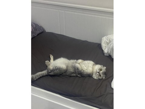 Scottish Fold (Erkek) Yeni Yuvasını Arıyor