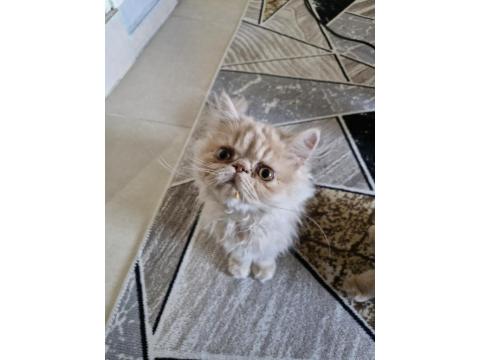 3 Aylık İran Kedisi Kardeşler