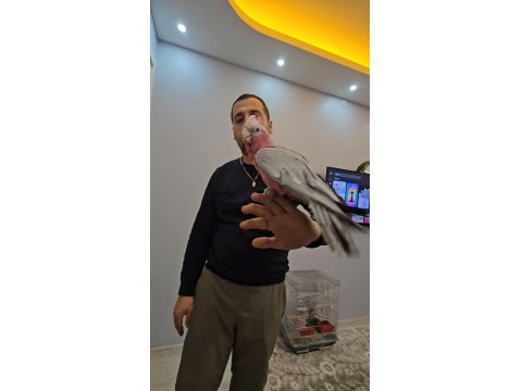 Full Evcil Bebek Kakadu