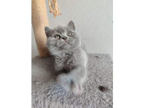 Ayı Surat Safkan Son British Shorthair Yavrumuz