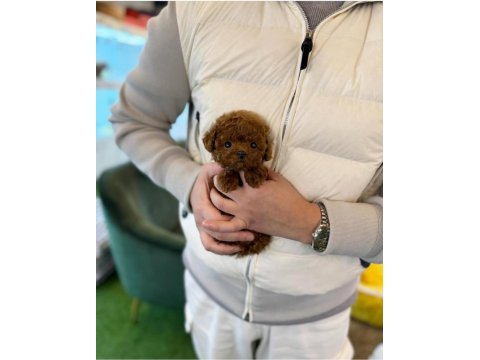 Aşılı Toy Poodle Yavrularımız