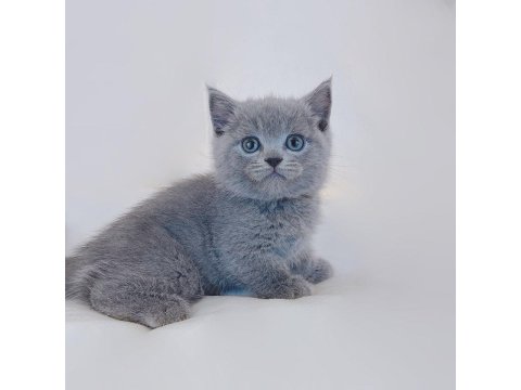 Sevimli British Shorthair Yavruları