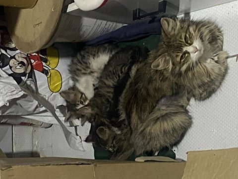 Norveç Orman Kedisi Yavrularımız Sahiplendirilecektir