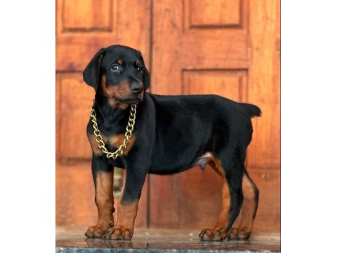 Efsane Doberman Köpeği Bebekler