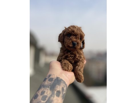 Red Brown Toy Poodle Yavrular