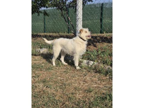 Terrier Barack Kırması İki Kardeş