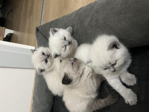 British Longhair Yavru Kediler