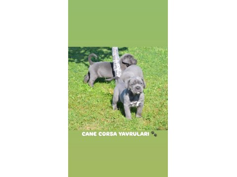 A Kalite Cane Corso Yavruları