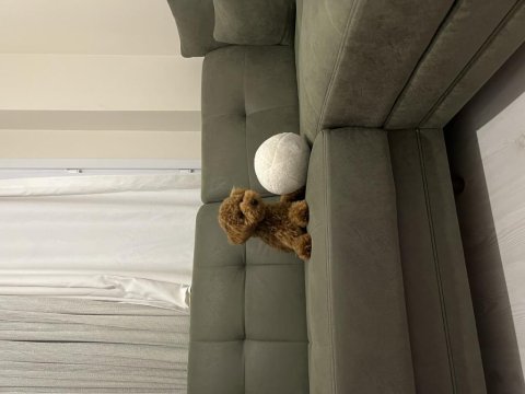 Red Brown Toy Poodle