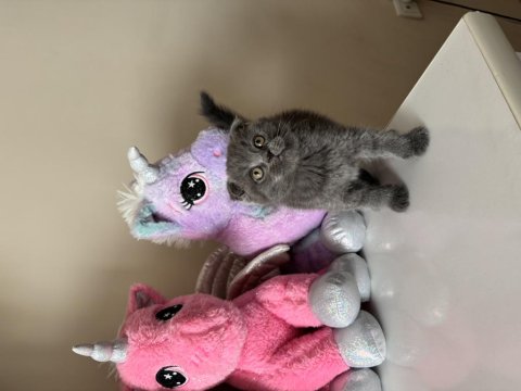 Scottish Fold Gri Yavrular