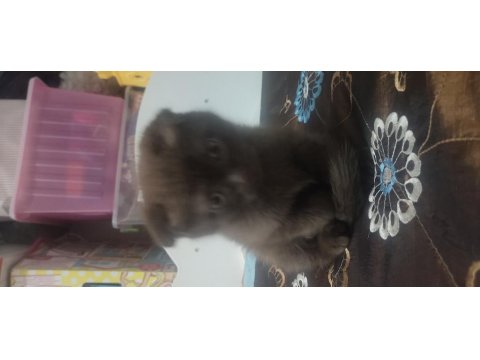 4 Tane Yavrumuz Var 2 Ay Bir Haftalık Kedimiz