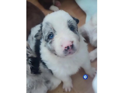 Çok Kaliteli Border Collie Yavruları İstanbul