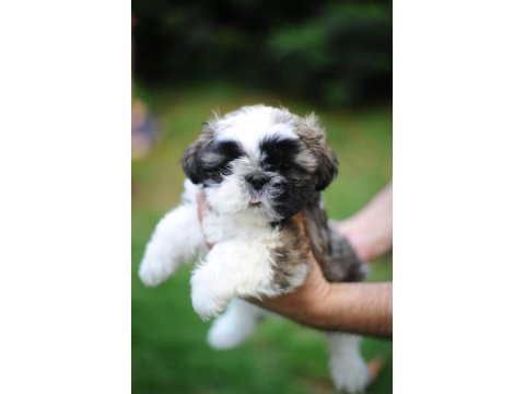 Ev Ortamında, Anne Altından Harika Shih Tzu Bebekler