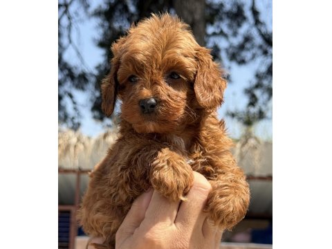 Bursa'nın En Güzel Maltipoo Bebekleri