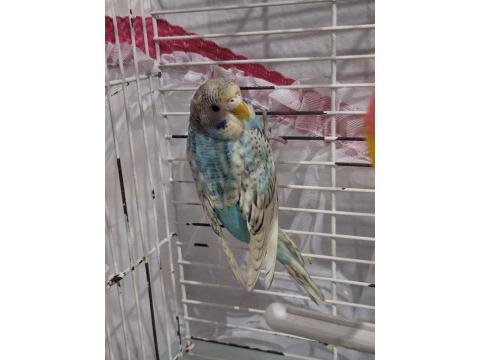 50 Günlük Jumbo Muhabbet Kuşu