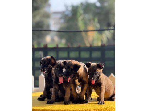 Safkan Belçika Malinois Yavruları