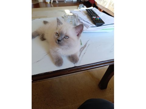 2 Aylık British Blue Point Yavru Kediler