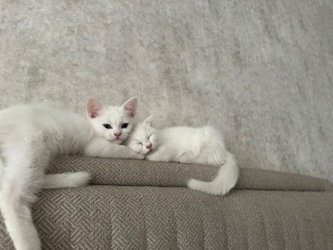 Sahiplendirilmek Üzere Muhteşem Yavru Kediler