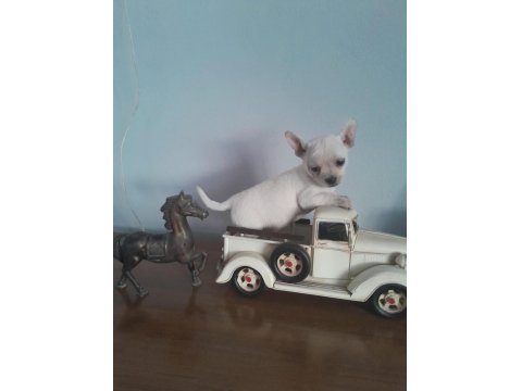 Erkek Süt Beyaz Elma Kafa Şivava