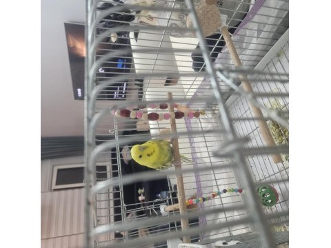 2.5 Yaşında Dişi Rainbow Muhabbet Kuşu